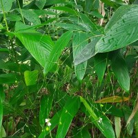 Indianthus virgatus (Roxb.) Suksathan & Borchs.